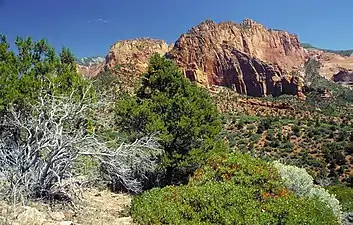 Les canyons de Kolob, dans le parc national de Zion.