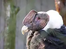 Condor des Andes mâle, avec caroncules (crête haute, excroissances, et crête basse sous le bec ici peu développée : c'est un jeune adulte) ; iris doré et collerette immaculée (Sanctuaire animal de Cochahuasi, Písac, Département du Cuzco, Pérou).