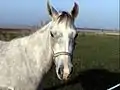 La peau située sous les marques blanches de ce cheval arabe gris est rose. Partout ailleurs, elle est foncée.