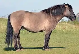 Konik en semi-liberté à la Roche de Solutré, en France.