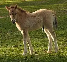 Poulain avec un pelage fauve laineux