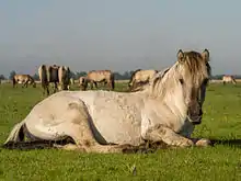 Cheval couché.