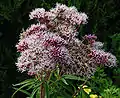 Eupatoire à feuilles de chanvre (Eupatorium cannabinum).