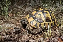 Tortue d'Hermann.