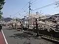 Allée de cerisiers bordant la rivière Kōya à Takahashi (Okayama)