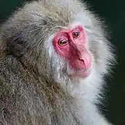 Nouveau gros plan d'un macaque japonais.