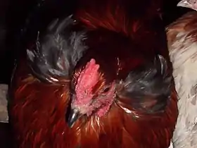 Tête de coq Araucana