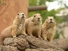 Marmottes