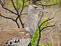 Parc national Kruger, Afrique du Sud