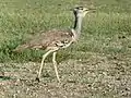 Parc transfrontalier de Kgalagadi, Afrique du Sud