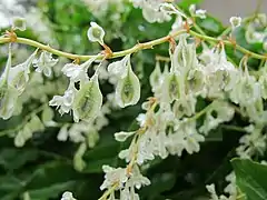 Fruit, akène avec périanthe