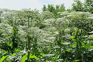 Inflorescences.