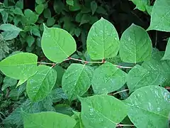 Photographie en couleurs d'un rameau portant des feuilles vert tendre, alternes, triangulaires arrondies.