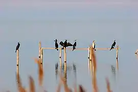 Cormorans