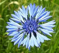 Centaurée des champs ou Bleuet - Centaurea cyanus