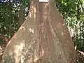 Base du tronc de Kostermansia malayana