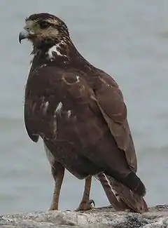 Oiseau rapace à l’embouchure du Kourou.