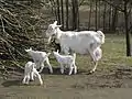 Chèvre blanche avec ses chevreaux