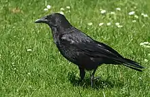 Photo d'une Corneille noire posée sur une pelouse.