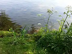 Végétation bordant le lac de Kralingen.