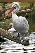 Un adulte hors de l'eau au zoo de Münster.