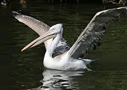 Un juvénile au zoo d'Augsbourg.