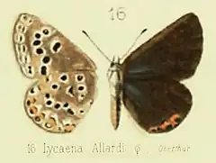 Description de l'image Kretania allardiiF in Oberthur1884.jpg.