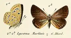Description de l'image Kretania martinii OD Allard1867.jpg.