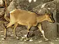 Capra aegagrus creticus, la chèvre sauvage de l'île de Crète.