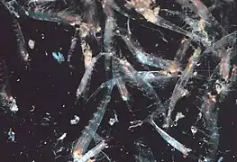 Les populations de krill peuvent être densément rassemblées sous la surface