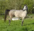 Jeune cheval shagya gris, robe très classique chez la race.