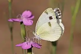 Pieris krueperi