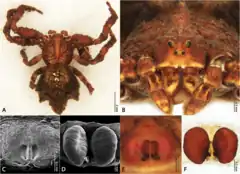 Description de l'image Kryptochroma pentacantha (10.5852-ejt.2021.778.1565) Figure 10.png.