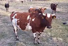 Troupeau pie rouge à mufle rouge sans cornes, sauf la vache au premier plan, dont les courtes cornes sont équipées de bouchons de protection.