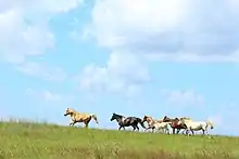 Groupe de chevaux vus de profil au galop sur fond de prairie et de ciel.