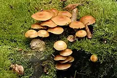 Kuehneromyces mutabilis,à l'état sec