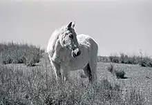 photo en noir et blanc d'un cheval de robe claire
