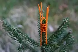 Protection plastique du bourgeon terminal d'un sapin blanc.