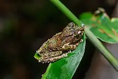 Description de l'image Kurixalus bisacculus, Taylor's tree frog - Phu Hin Rong Kla National Park.jpg.