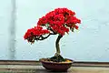 Kurume Azalea bonsai in bloom (in training since 1982), US National Arboretum