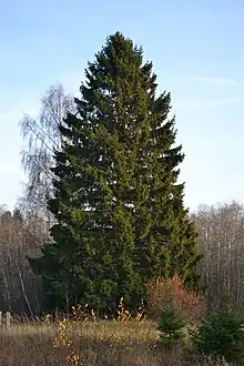 Un épicéa en Estonie.