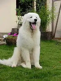 Un kuvasz