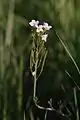 Grappe simple de la Cardamine des prés