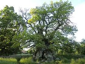 le Chêne de Rumskulla