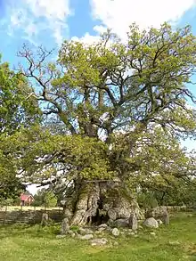 Un chêne au tronc très large au cœur d'un paysage agricole.