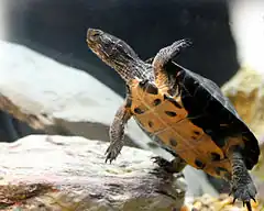 Description de l'image Kwangtung Turtle (Mauremys nigricans).JPG.