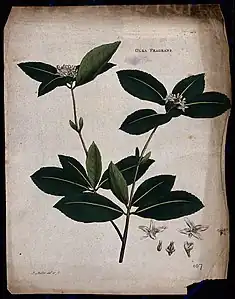 Plante Kwei (Osmanthus fragrans); tige fleurie avec fleur, eau-forte en couleurs (c. 1771, Wellcome Collection).