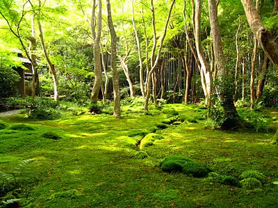 Jardin de mousses du Saihō-ji, XVIe siècle