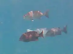 Un groupe de caligères bleus (Kyphosus cinerascens)