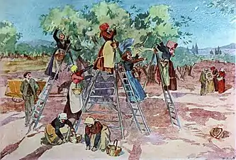 La Cueillette des olives, localisation inconnue.